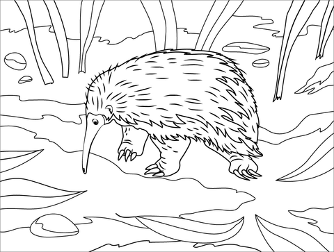 Western Long Beaked Echidna Coloring Page